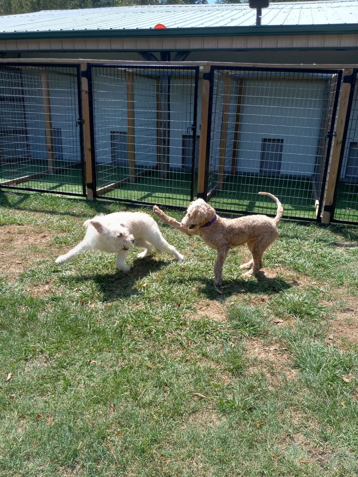 Two dogs are playing in a fenced in area.