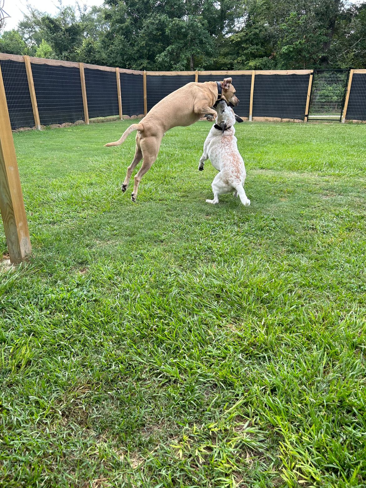 Two dogs are playing in a grassy field.