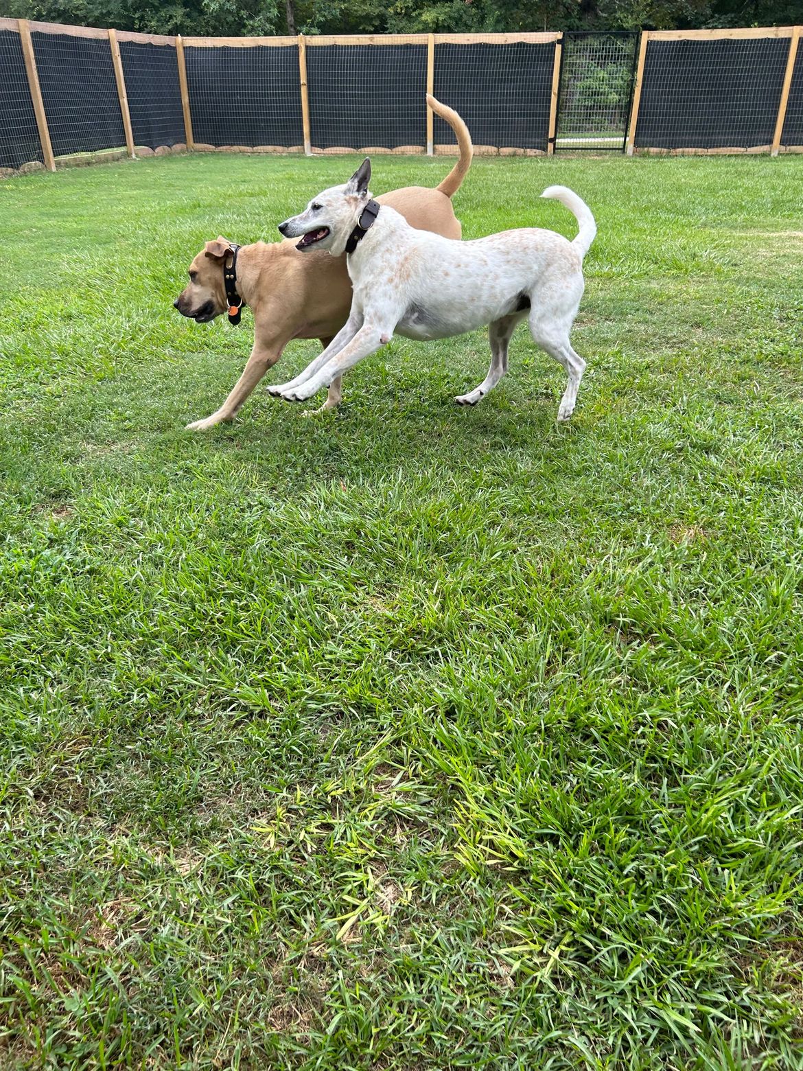Two dogs are playing in a grassy field.