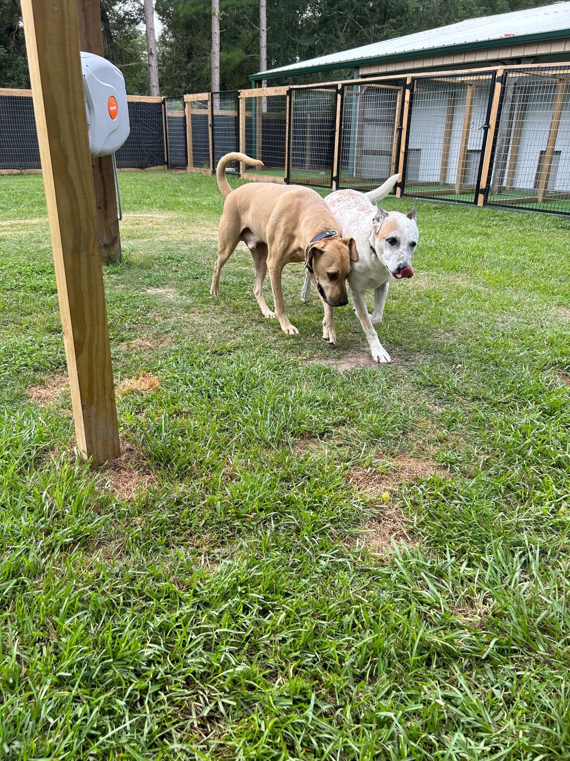 Two dogs are playing in the grass in a yard.