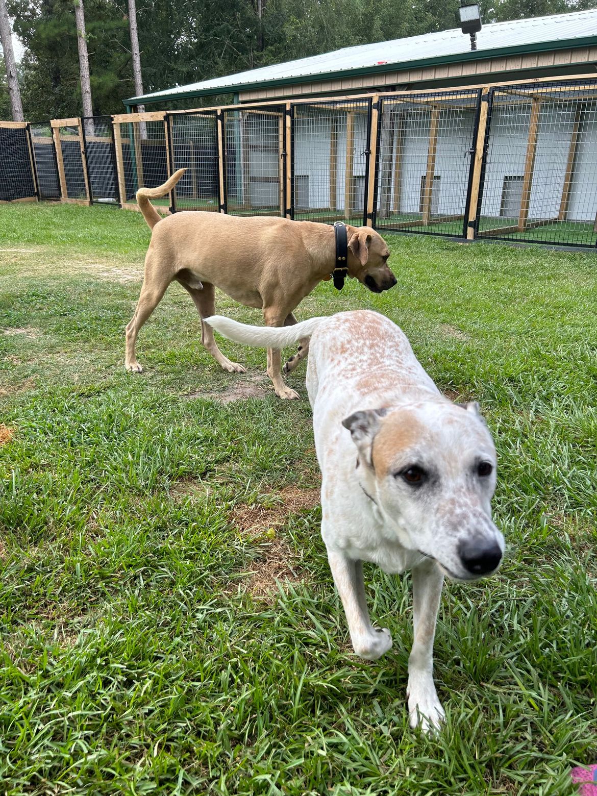 Two dogs are playing in the grass in a yard.