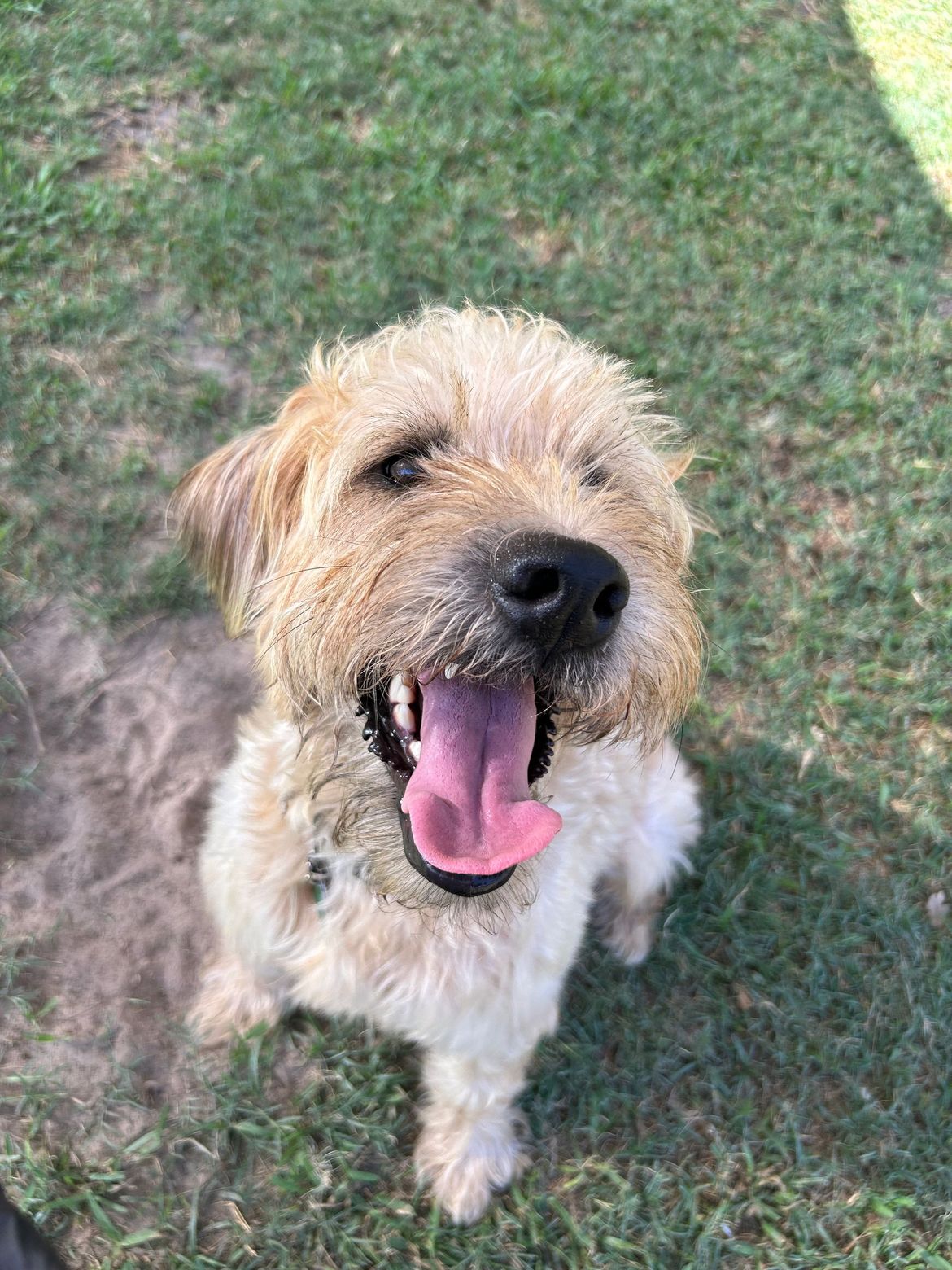 A small dog is sitting in the grass with its tongue hanging out.
