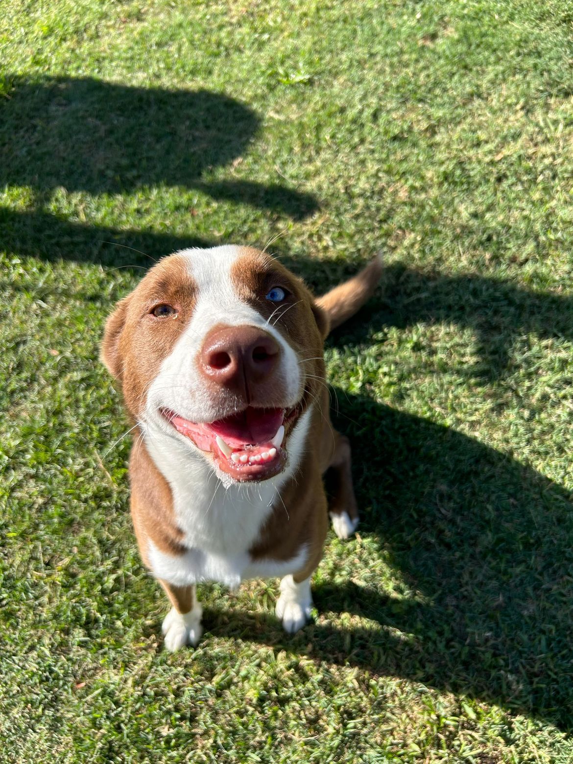 A brown and white dog is standing in the grass and smiling.