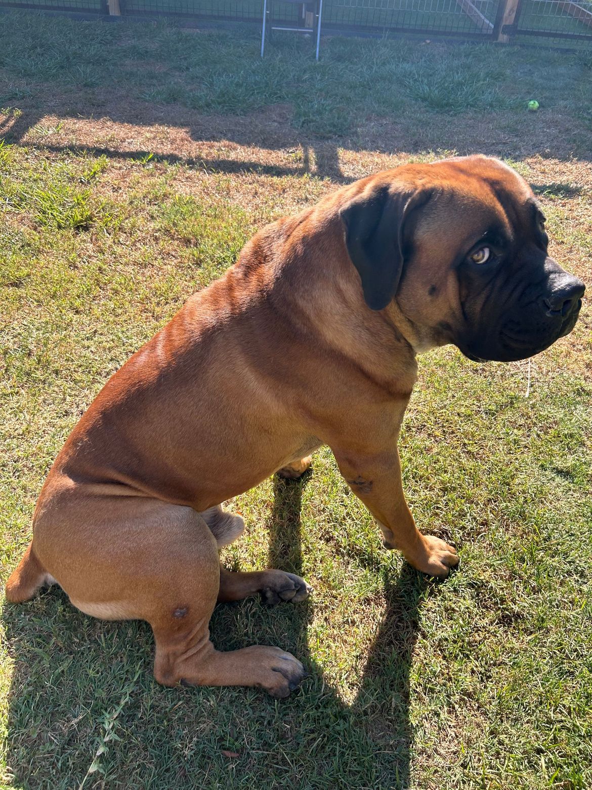 A brown dog is sitting on top of a lush green field.