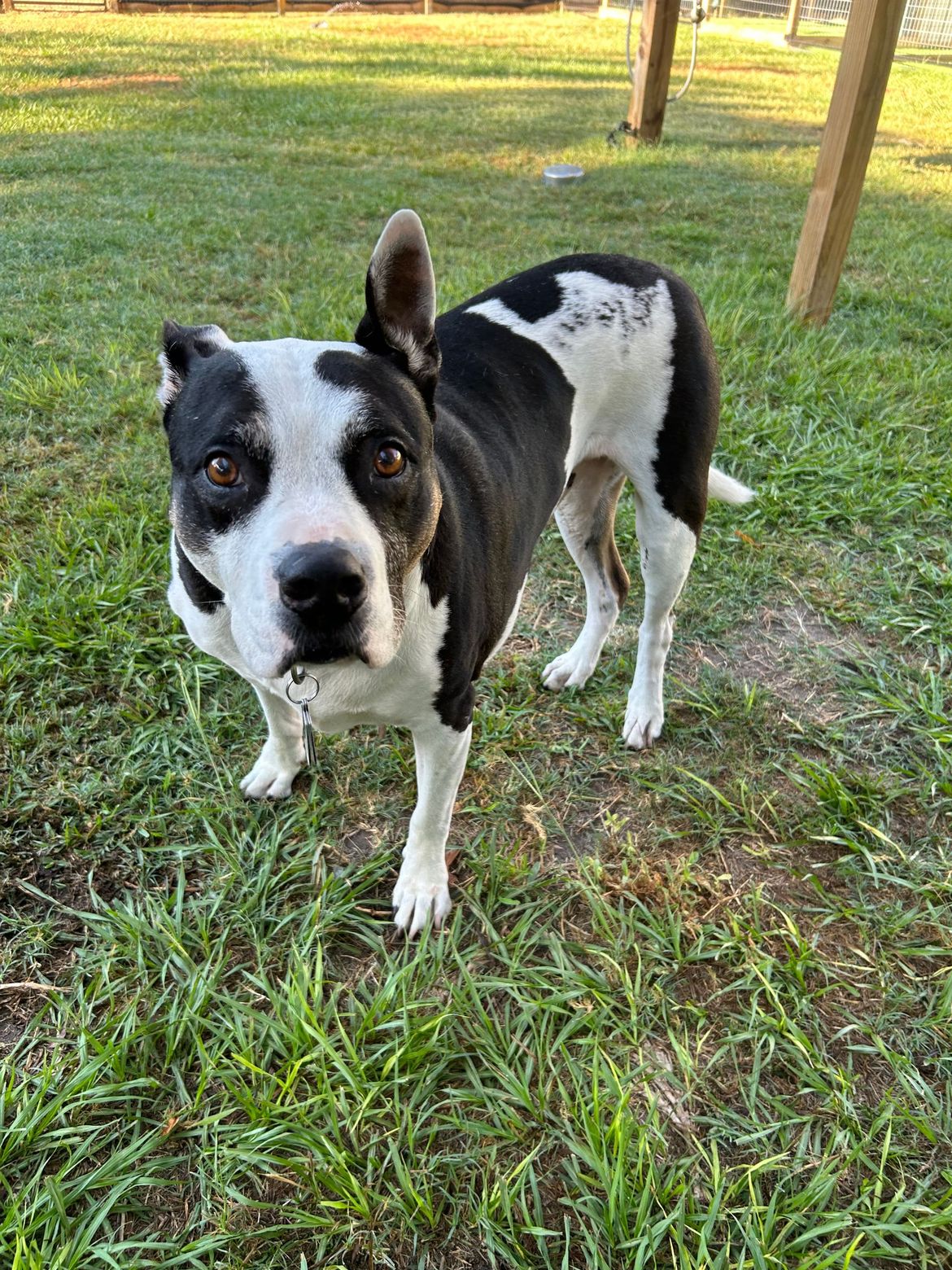 A black and white dog is standing in the grass looking at the camera.