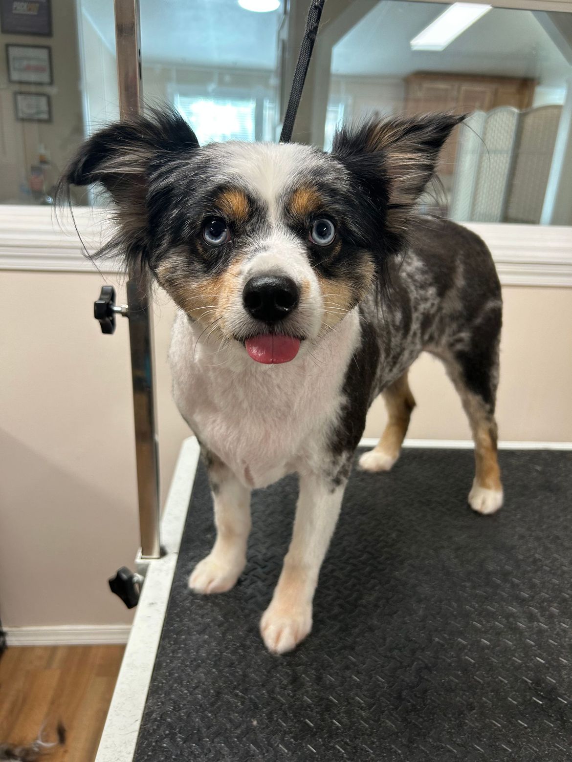 A small brown and white dog is standing on a grooming table.