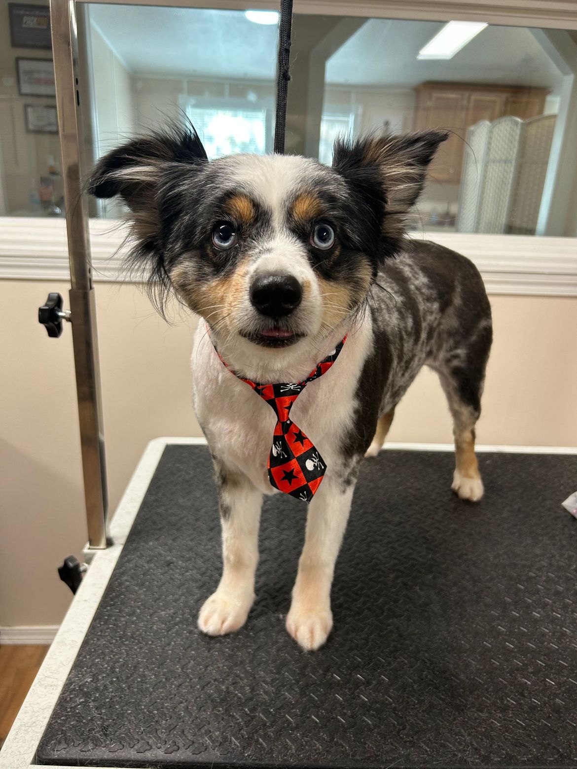 A small dog wearing a tie is standing on a grooming table.