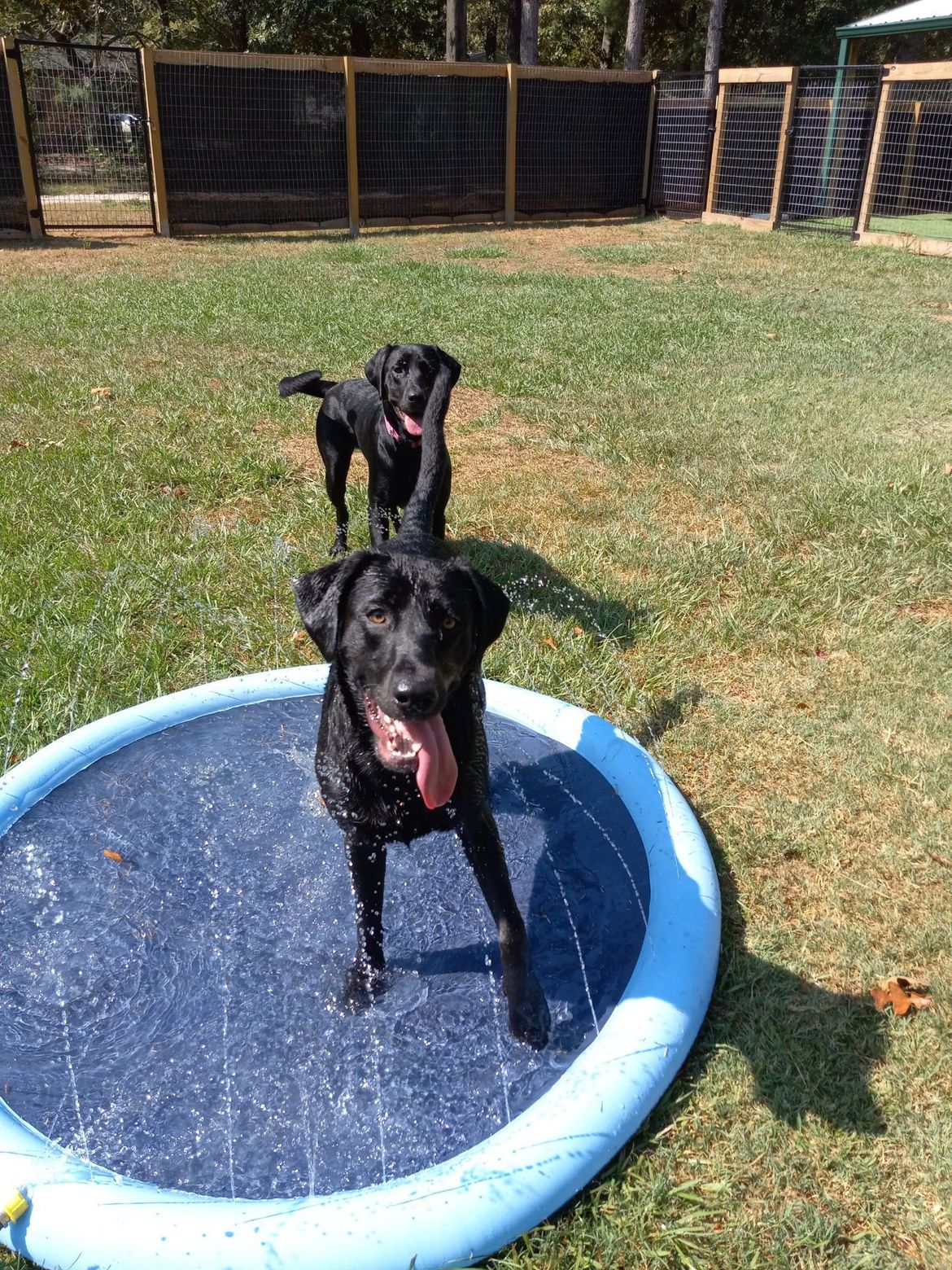 Two black dogs are standing in a small pool of water.