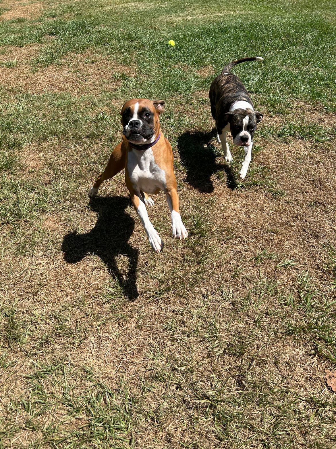Two boxer puppies are running in a grassy field.