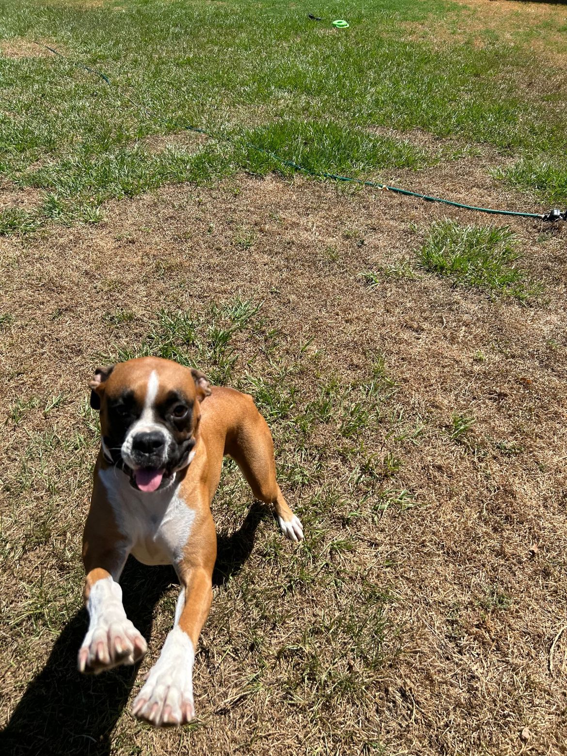 A brown and white dog is laying in the grass on a leash.