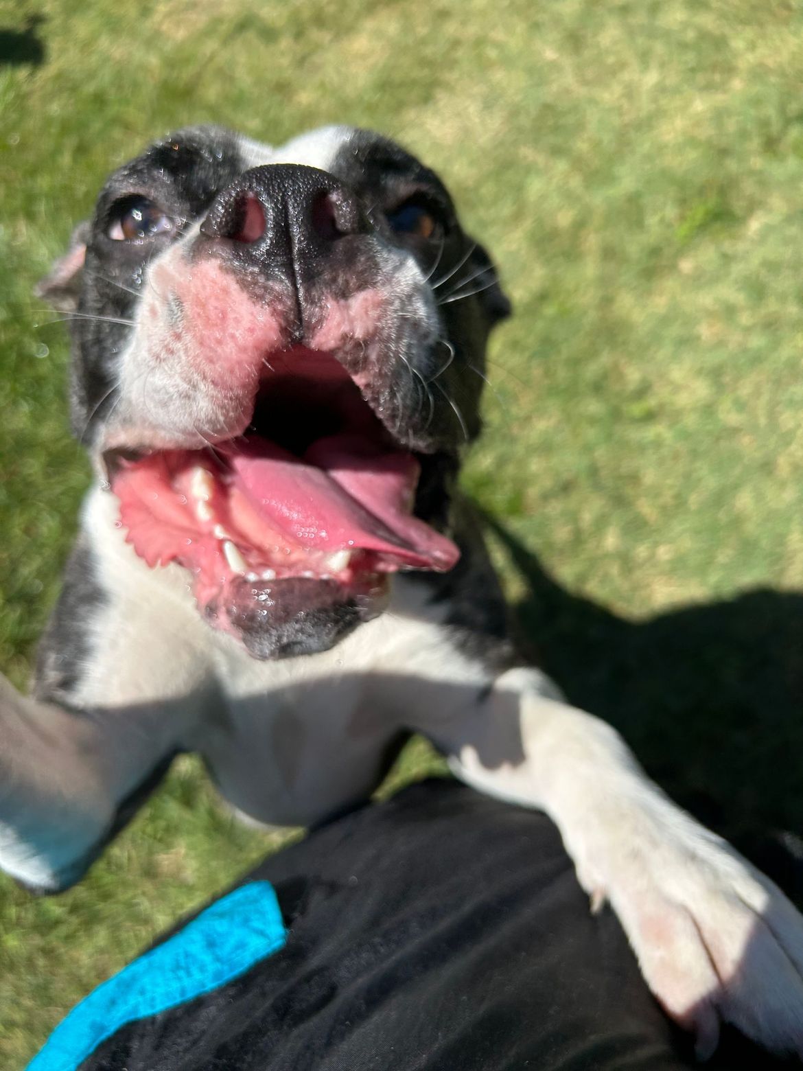 A close up of a dog with its tongue out