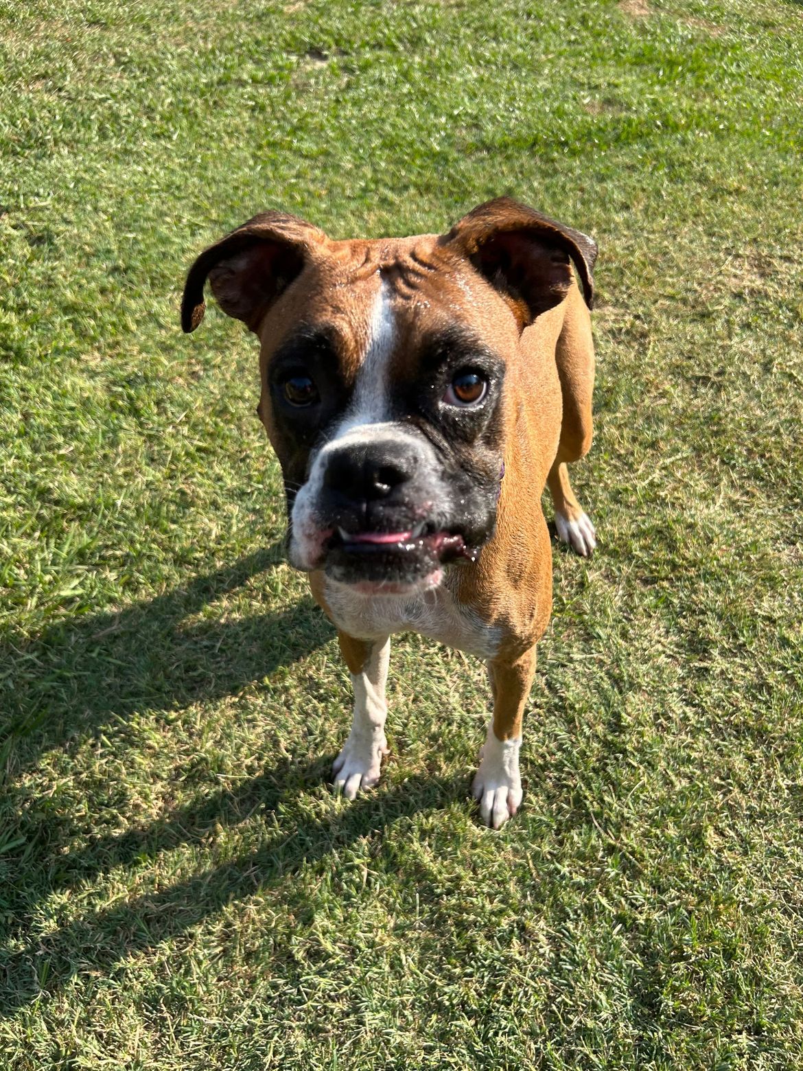 A brown and white boxer dog is standing in the grass and looking at the camera.