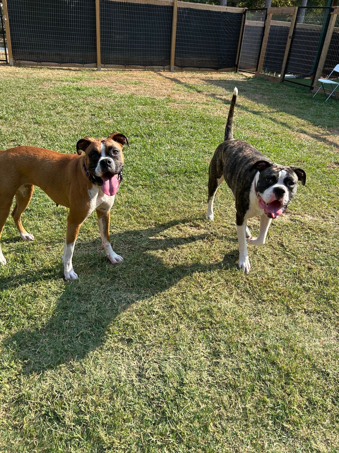 Two dogs are standing next to each other in the grass.