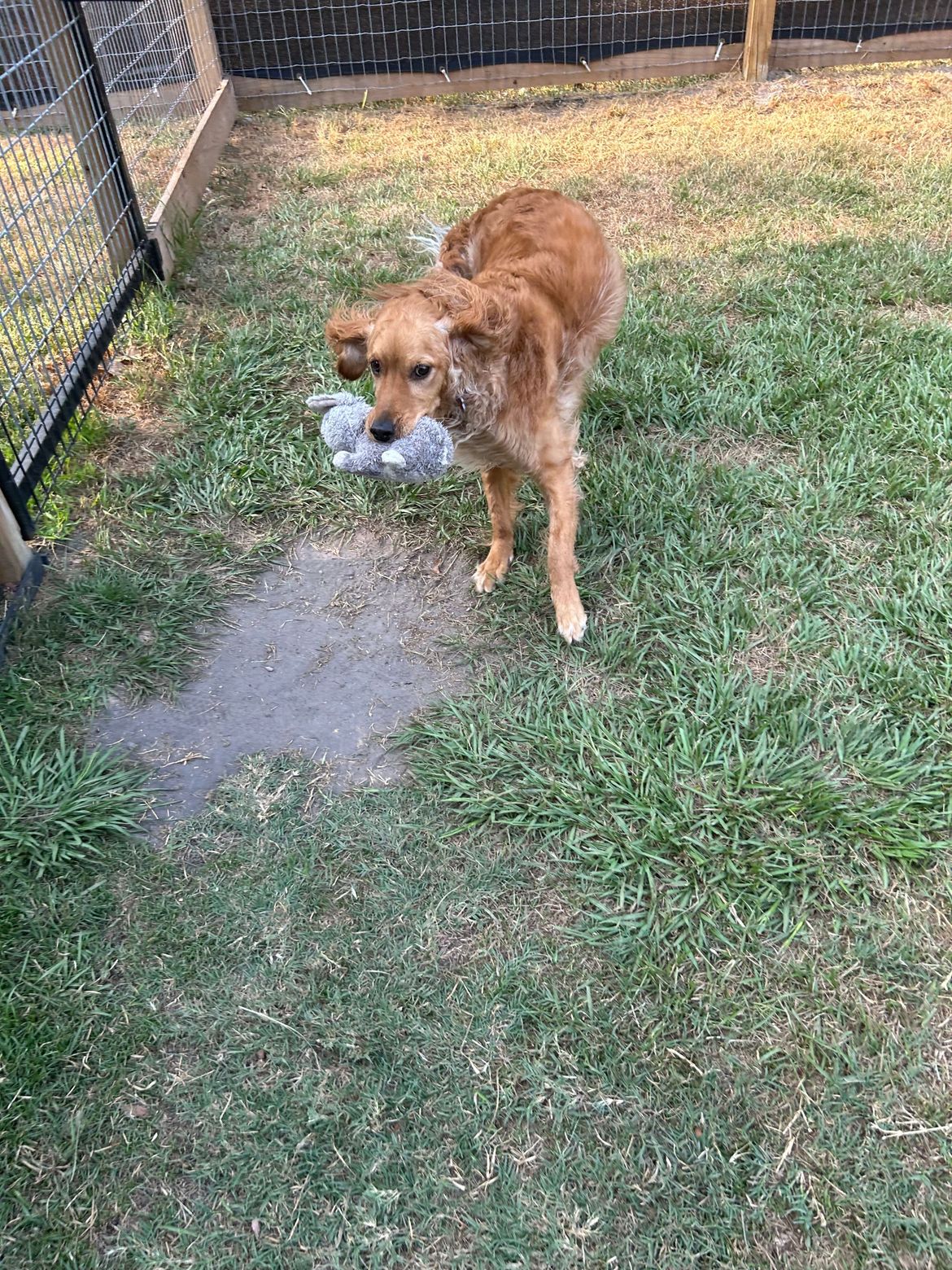 A dog is standing in the grass holding a stuffed animal in its mouth.