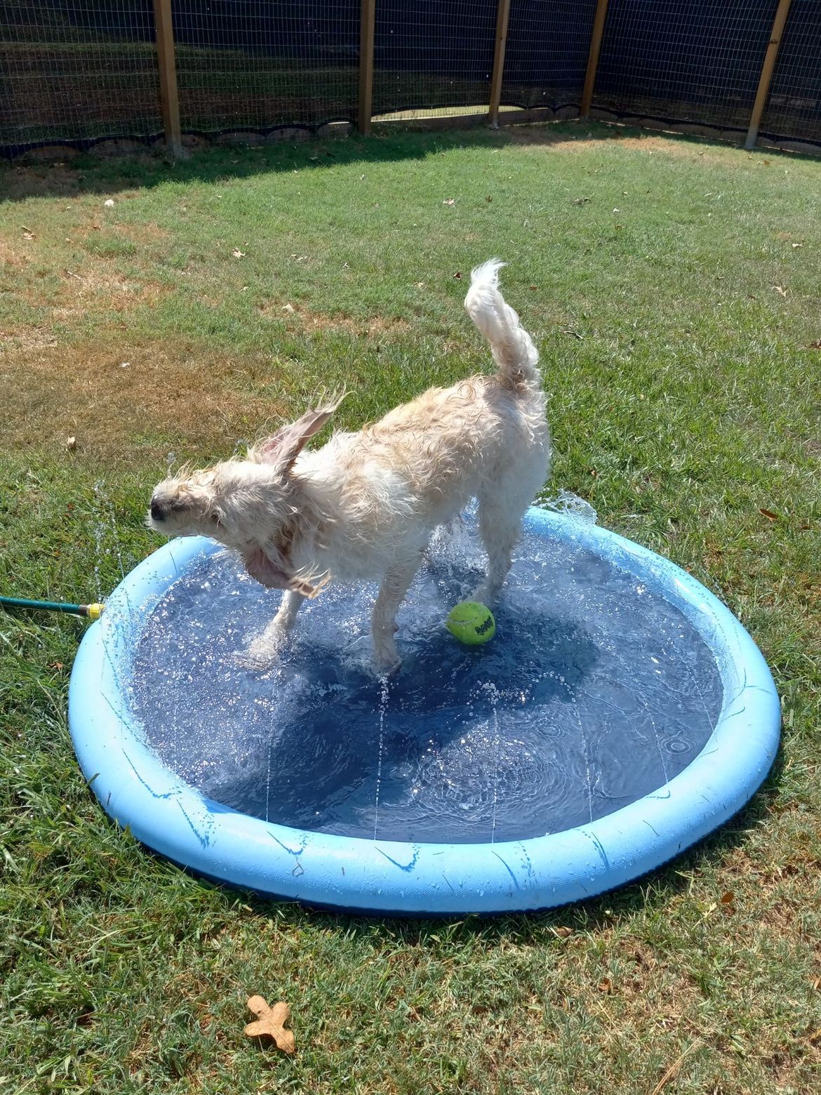 A dog is playing in a sprinkler in the grass.