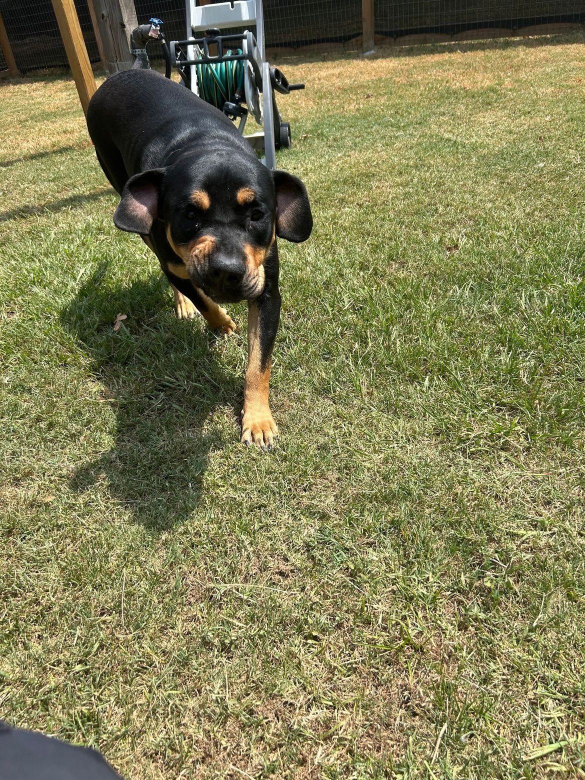 A black and brown dog is running in the grass.