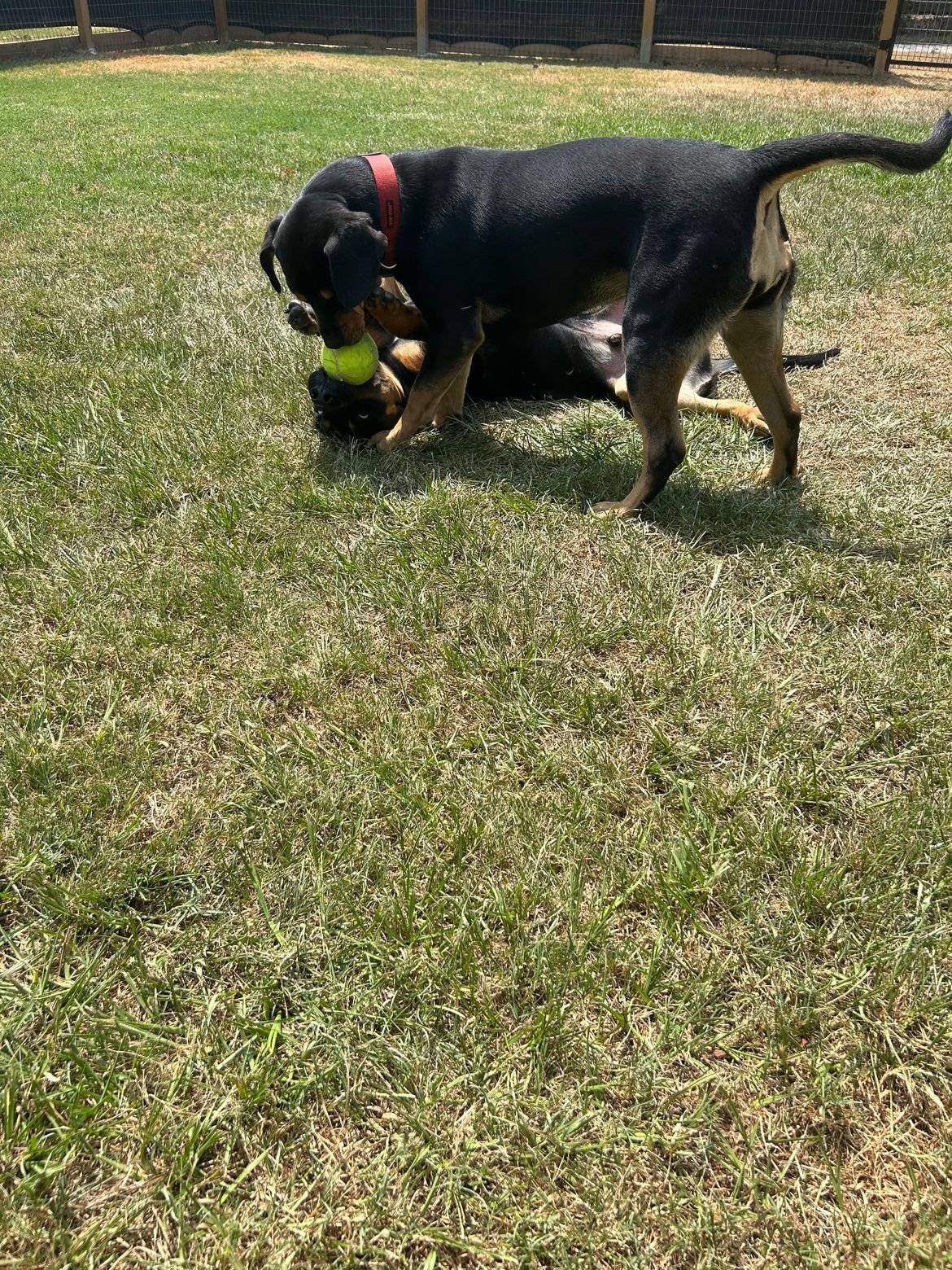 Two dogs are playing with a tennis ball in the grass.