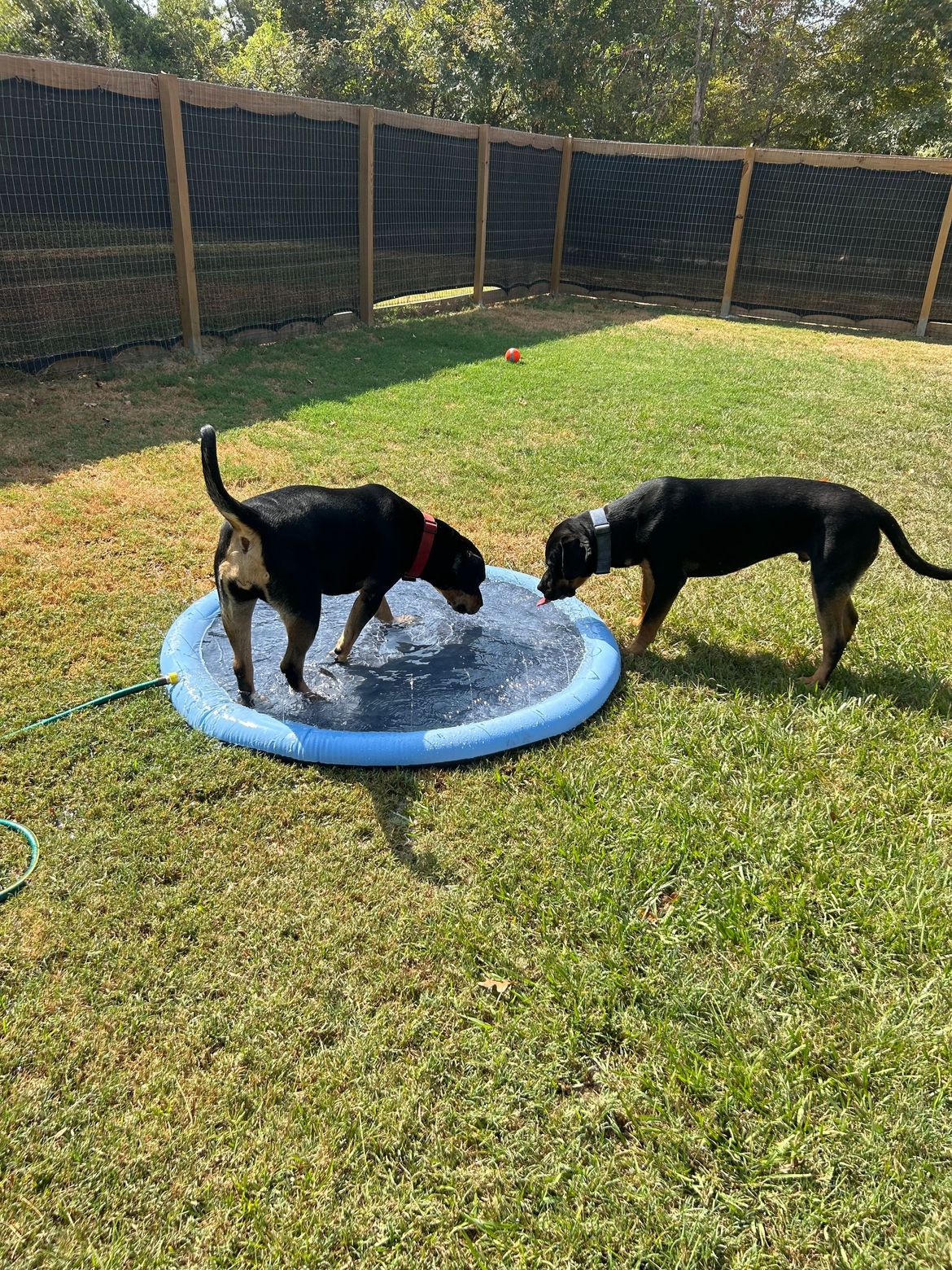 Two dogs are playing in a sprinkler in a yard.