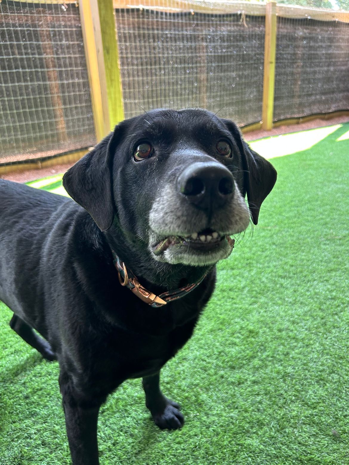 A black dog is standing on a lush green field and looking at the camera.