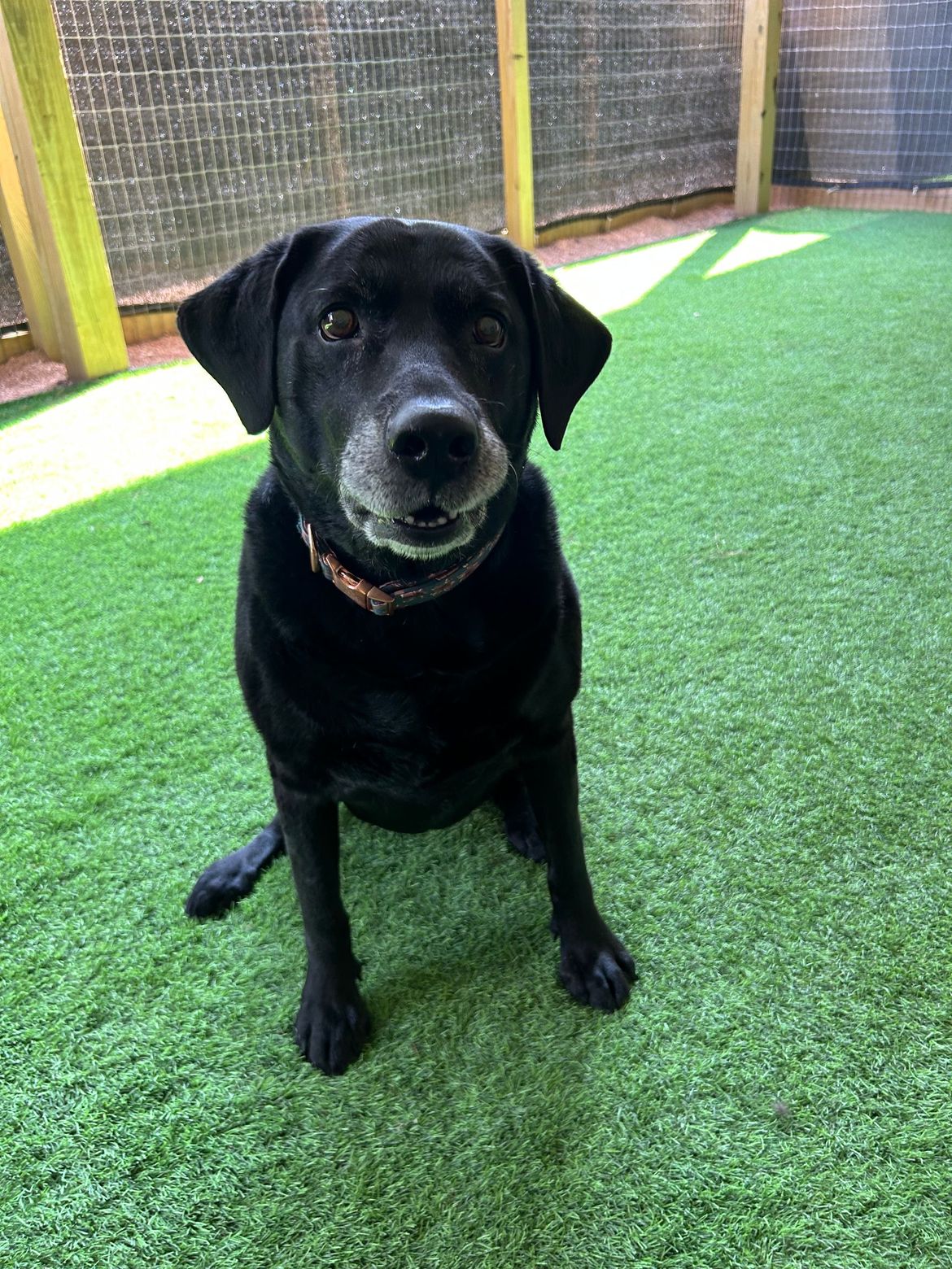 A black dog is sitting on a green lawn and looking at the camera.