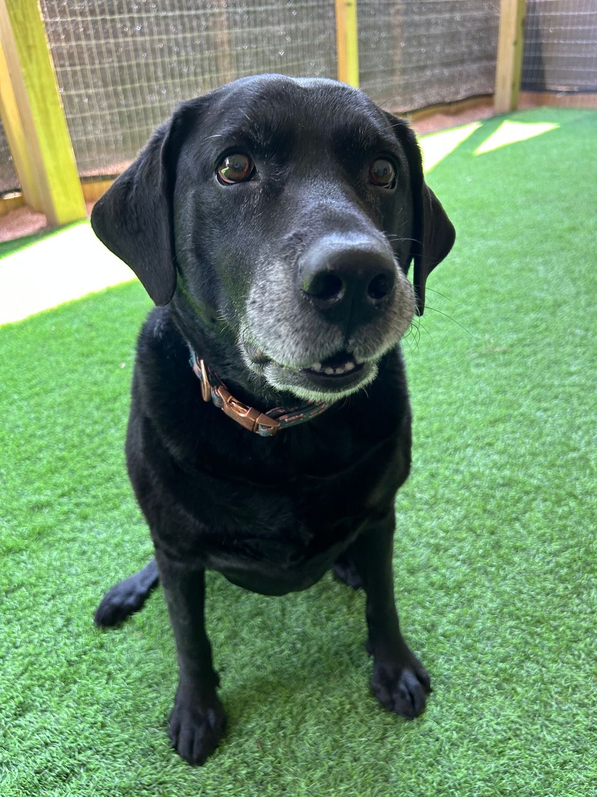 A black dog is sitting on top of a lush green field.