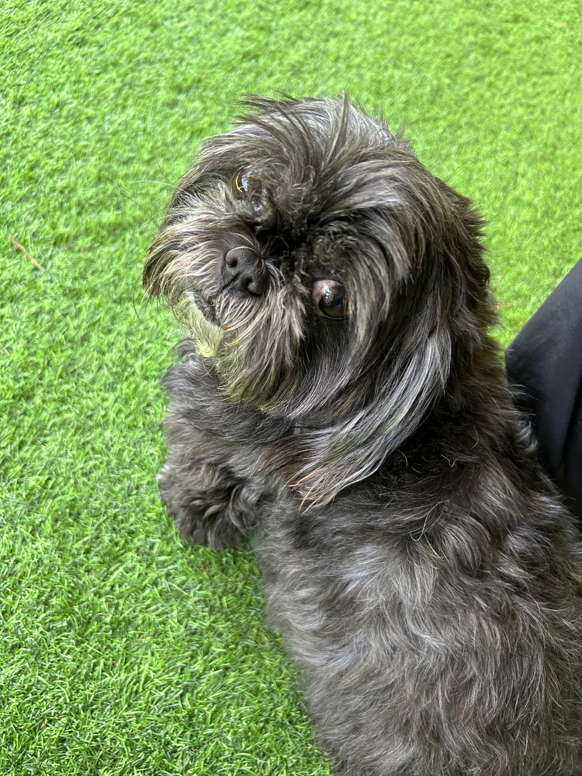 A small black dog is sitting on top of a lush green field.