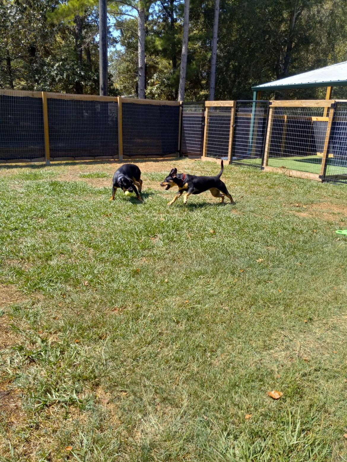 Two dogs are playing with a frisbee in a grassy field.