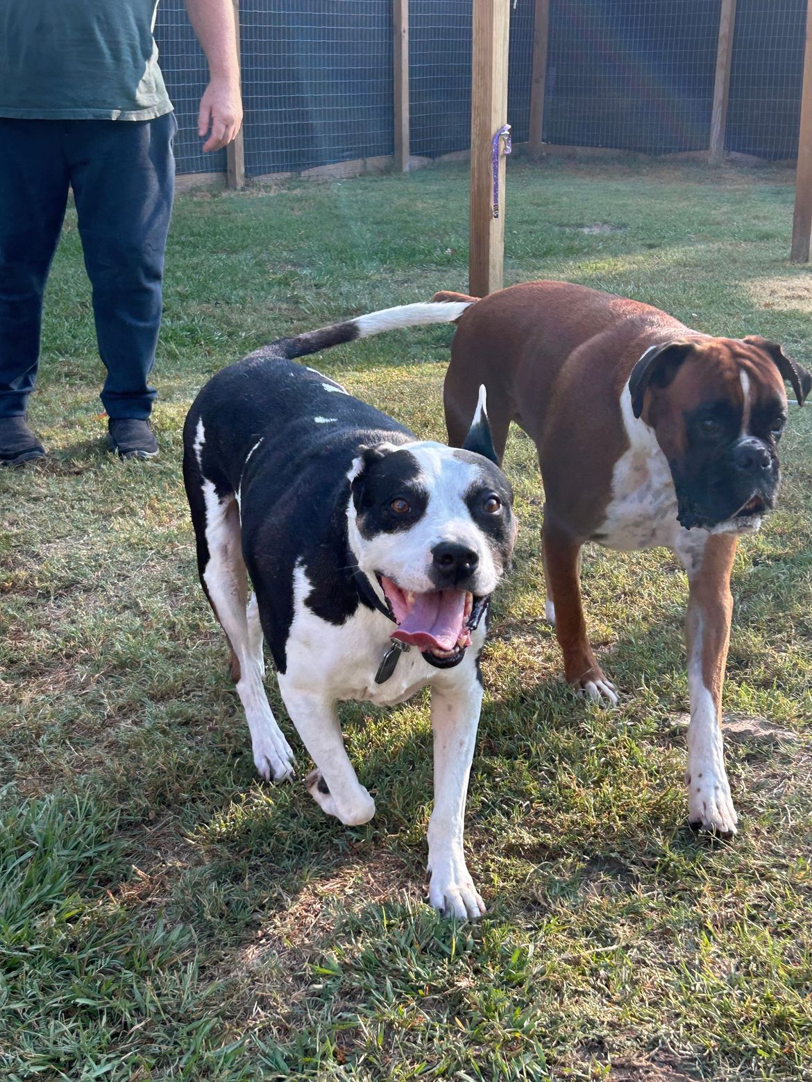 Two dogs are standing next to each other in the grass.