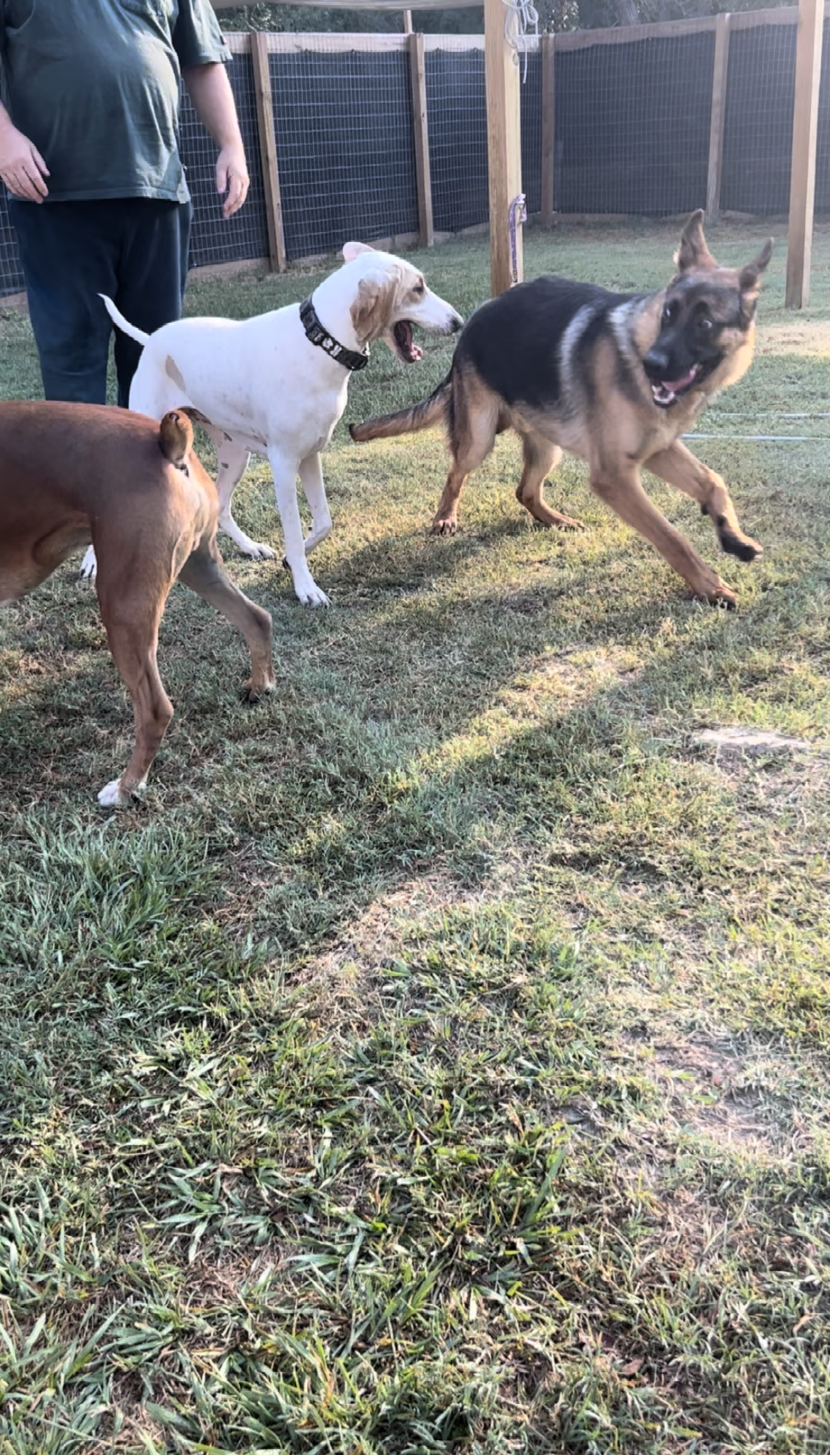 A group of dogs are playing in a grassy field.