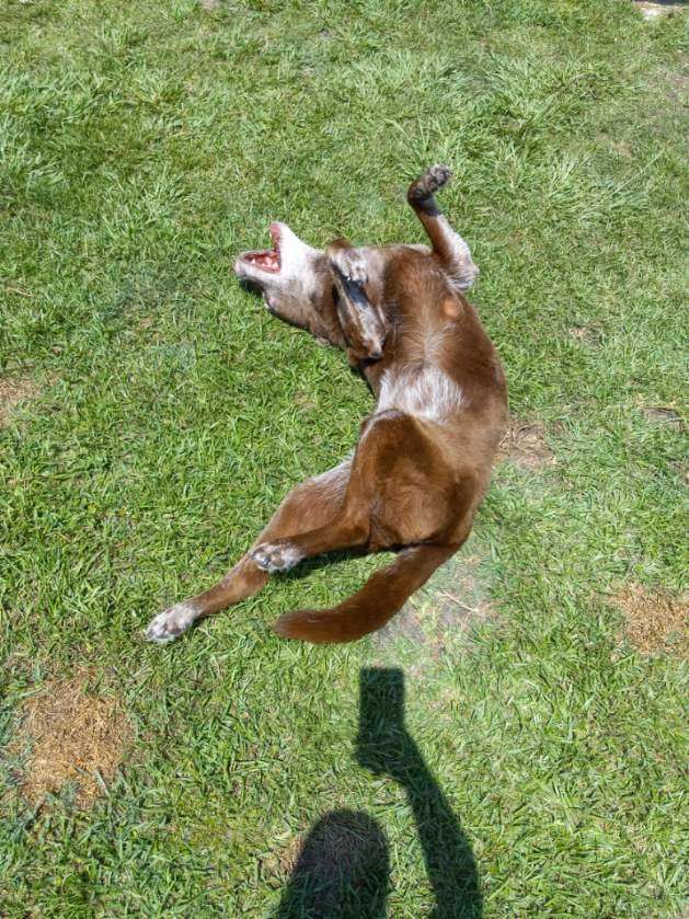 A brown and white dog is laying on its back in the grass.