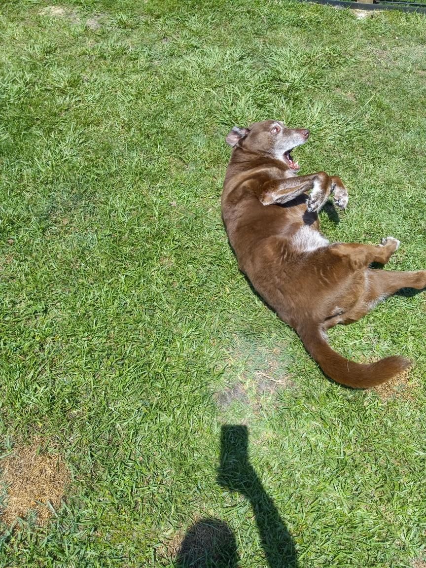 A brown dog is laying on its back in the grass.