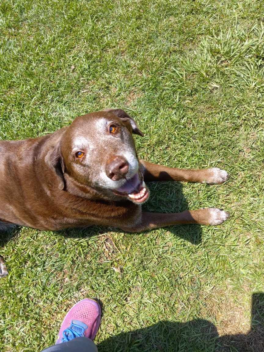A brown dog is laying in the grass next to a person.