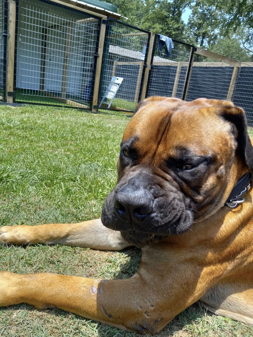 A brown boxer dog is laying on the grass in front of a fence.