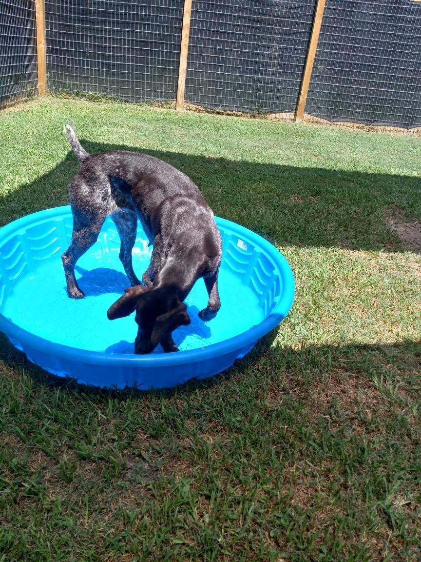 Two dogs are playing in a small blue pool.