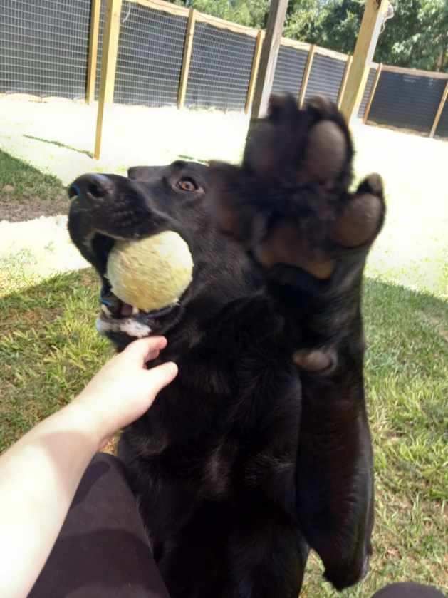 A person is petting a black dog with a tennis ball in its mouth