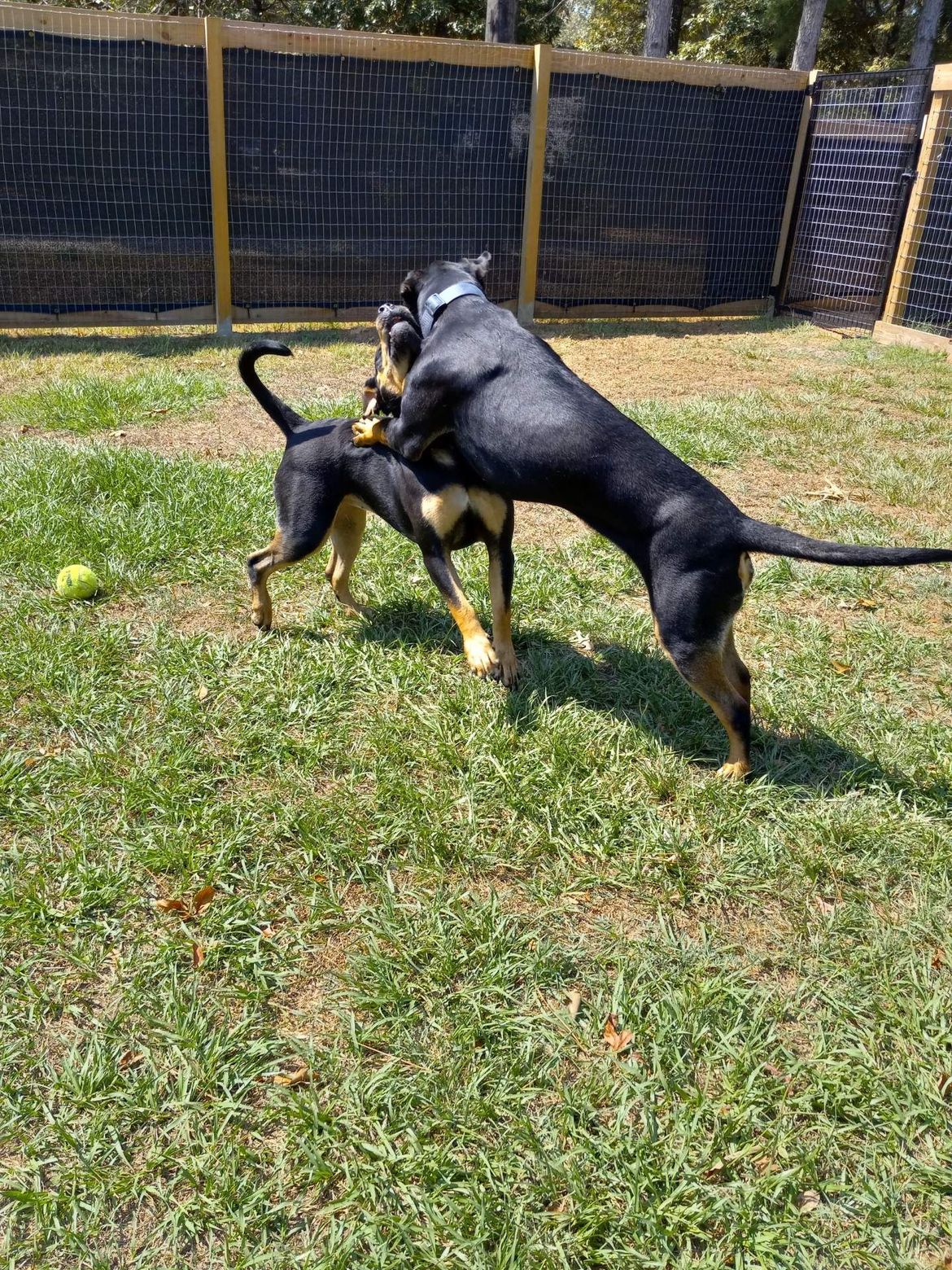 Two dogs are playing in the grass with a ball.