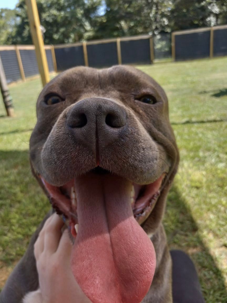 A close up of a person holding a dog with its tongue hanging out.