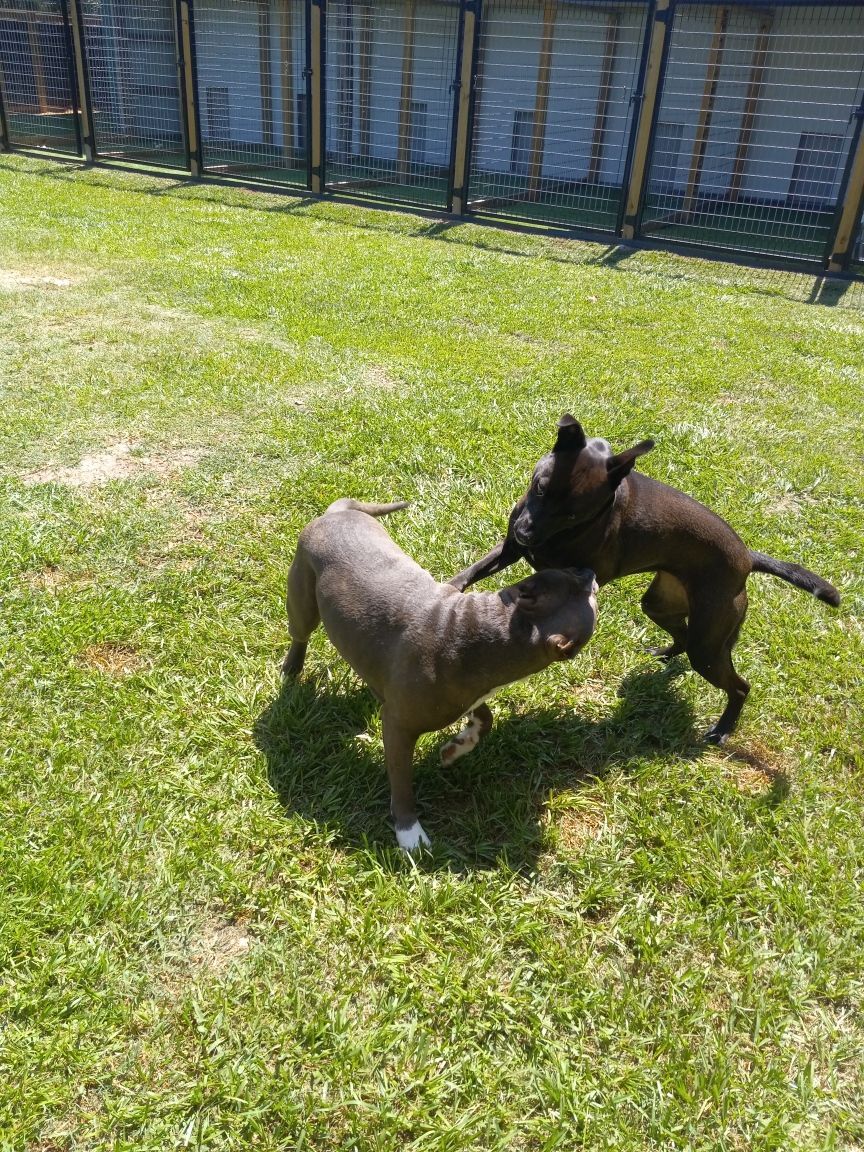 Two dogs are playing in the grass in a yard.