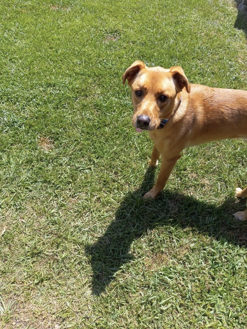 A brown dog is standing in the grass and looking at the camera.
