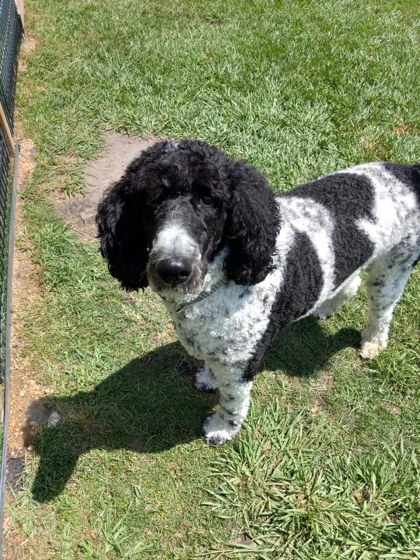 A black and white dog is standing in the grass.