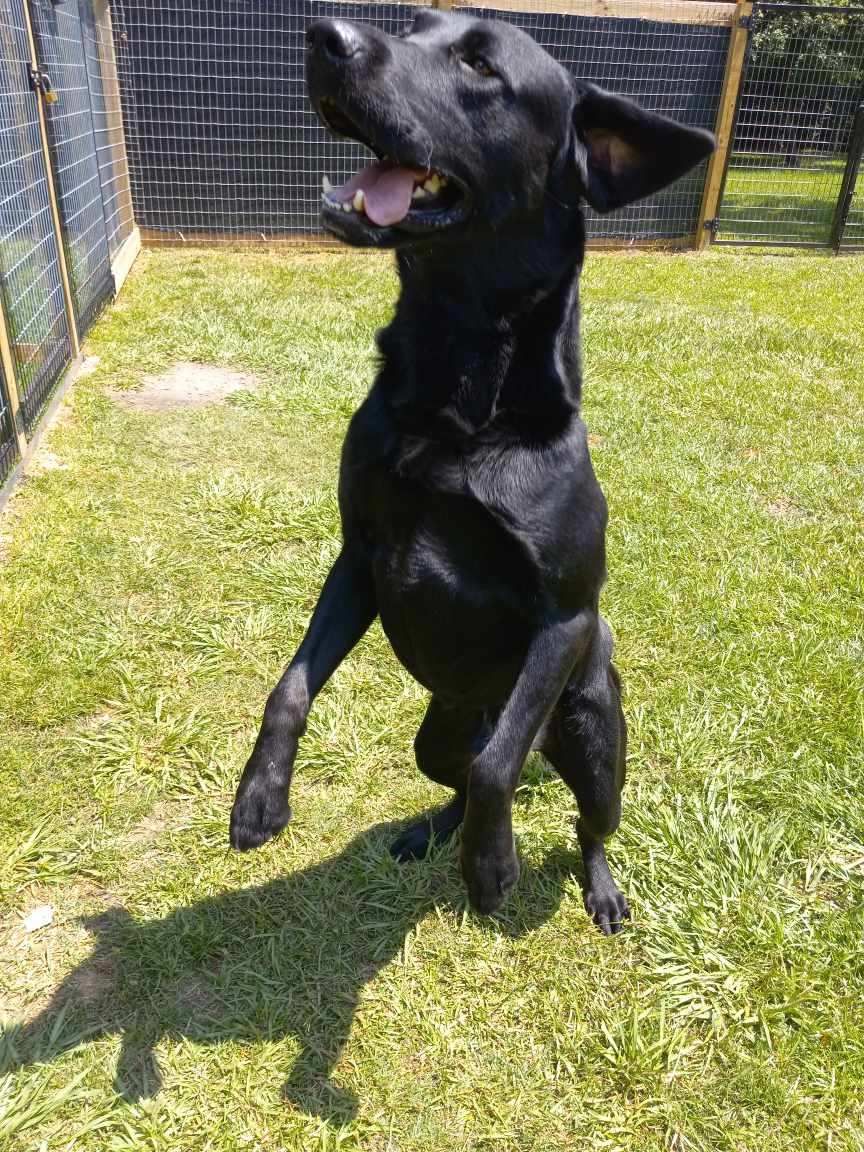 A black dog is standing on its hind legs in the grass.