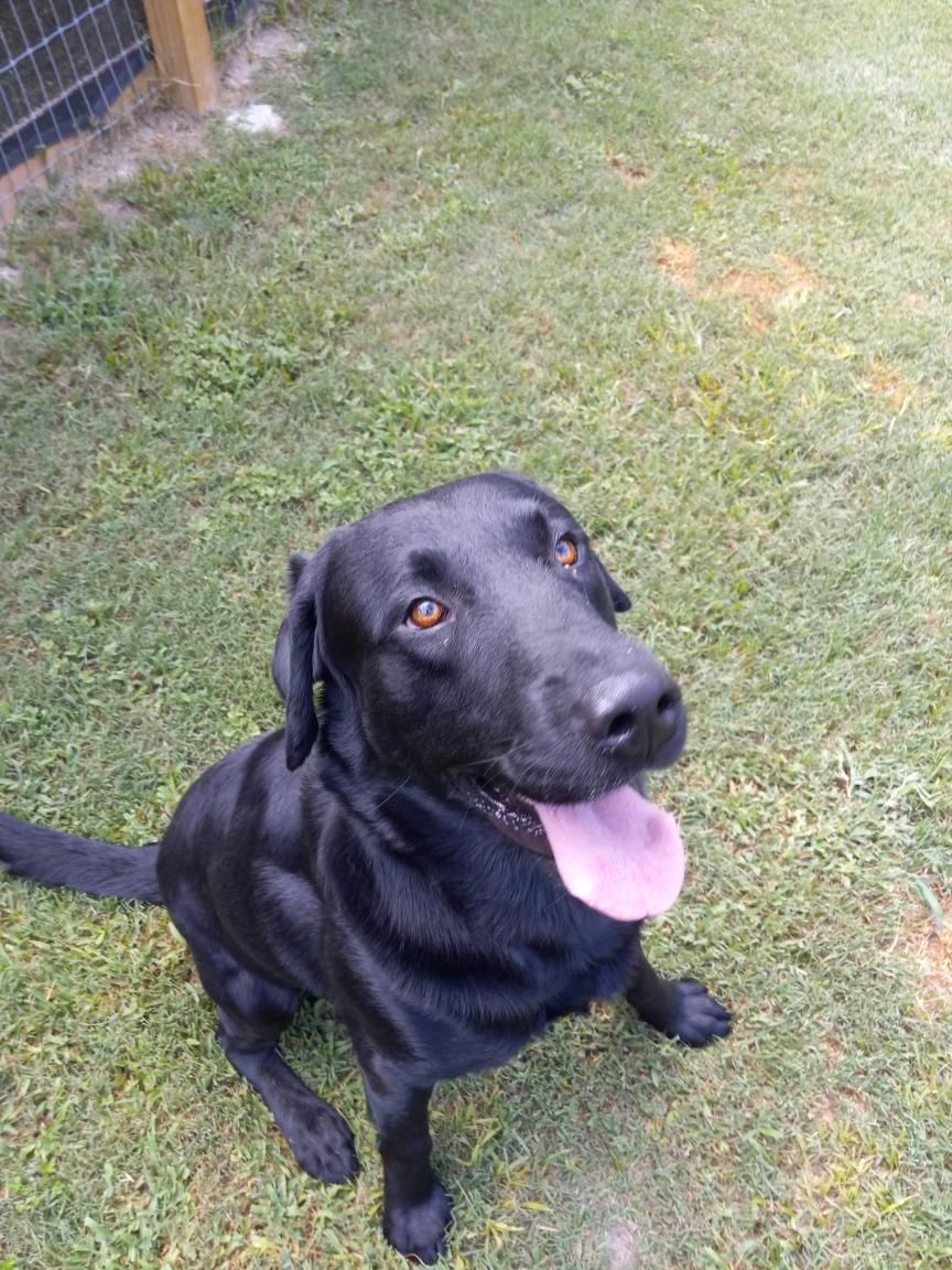 A black dog is sitting in the grass with its tongue hanging out.