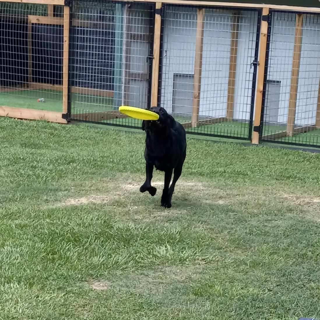 A black dog is running with a frisbee in its mouth