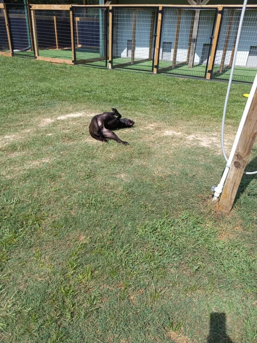 A black dog is laying on the grass in a yard.