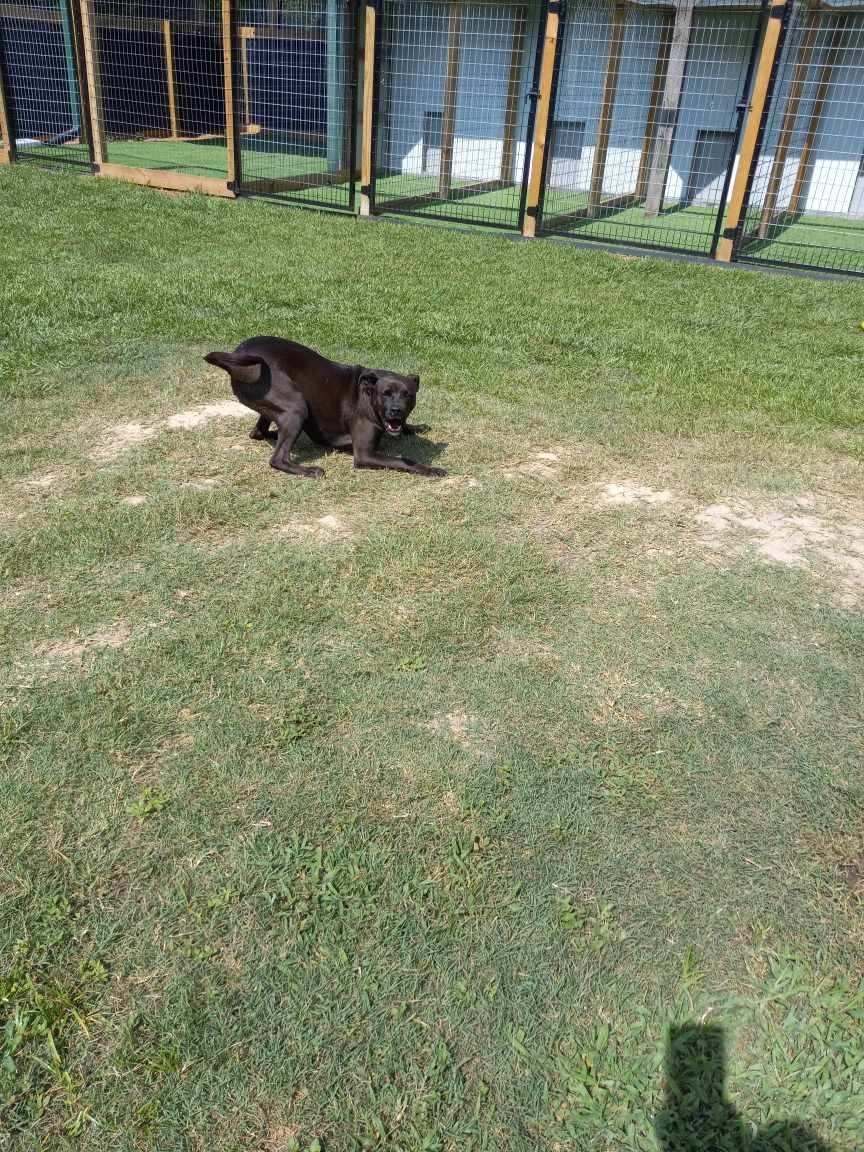 A black dog is laying in the grass in a fenced in area.