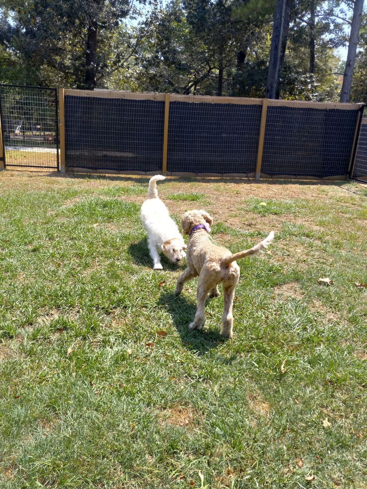Two dogs are playing in a grassy field next to a fence.