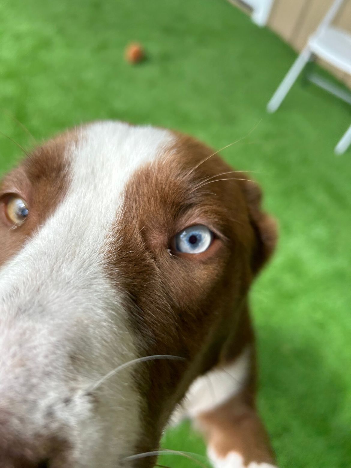 A brown and white dog with blue eyes is looking at the camera.
