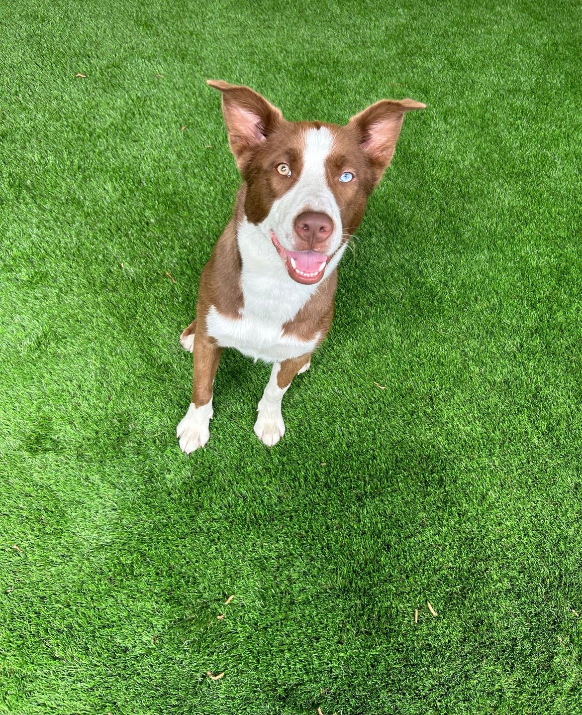 A brown and white dog is sitting on top of a lush green lawn.