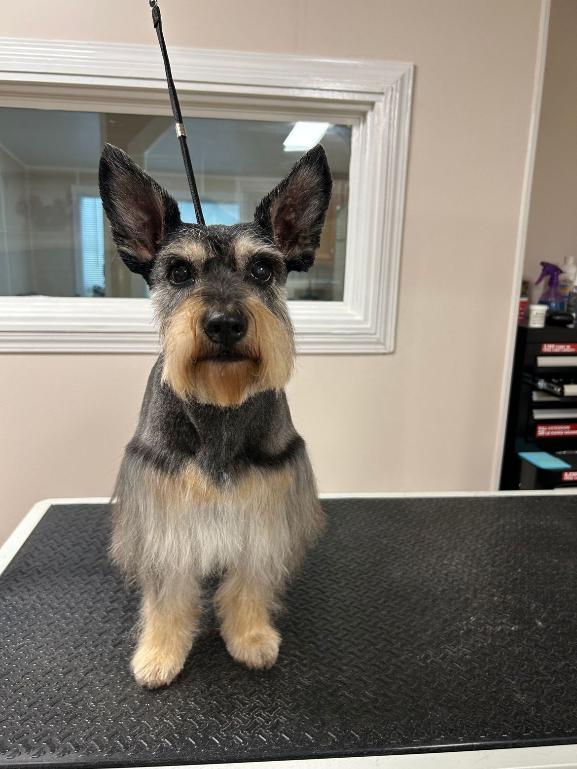 A small dog is sitting on a table with a leash around its neck.