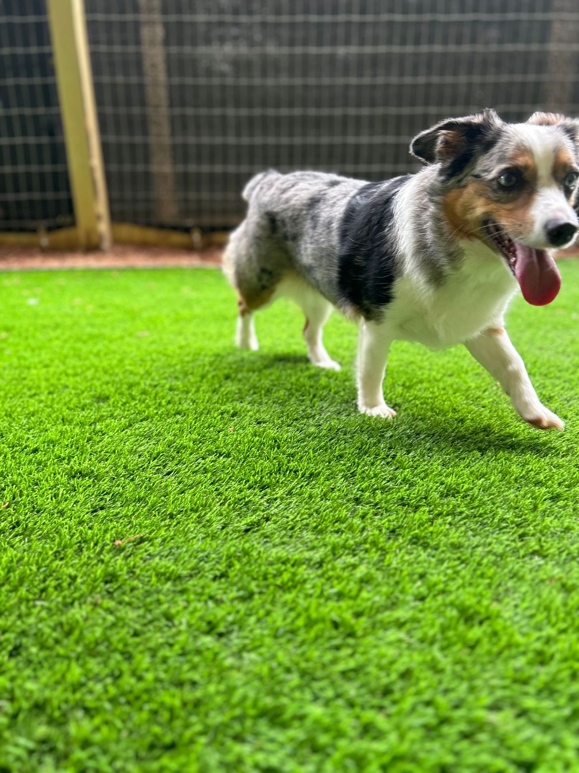 A small dog is standing on top of a lush green lawn.